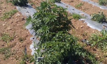 Elementos de la SSPE y municipales de Calvillo detectaron y aseguraron plantío de marihuana