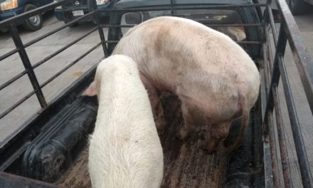 Aseguran en Pabellón de Arteaga dos cerdos que eran transportados sin la documentación correspondiente