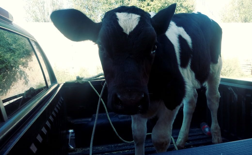 Aseguran en Pabellón de Arteaga, una vaca que era  transportada sin la documentación requerida