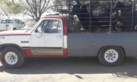 Cuatro bovinos que eran transportados sin la documentación requerida, fueron asegurados en el municipio de Tepezalá