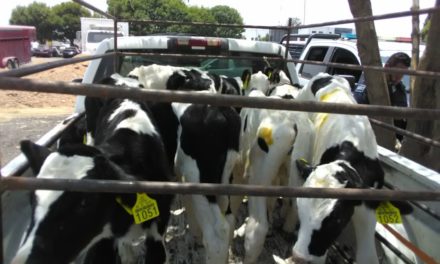 Ocho cabezas de ganado fueron aseguradas en el municipio de Pabellón de Arteaga